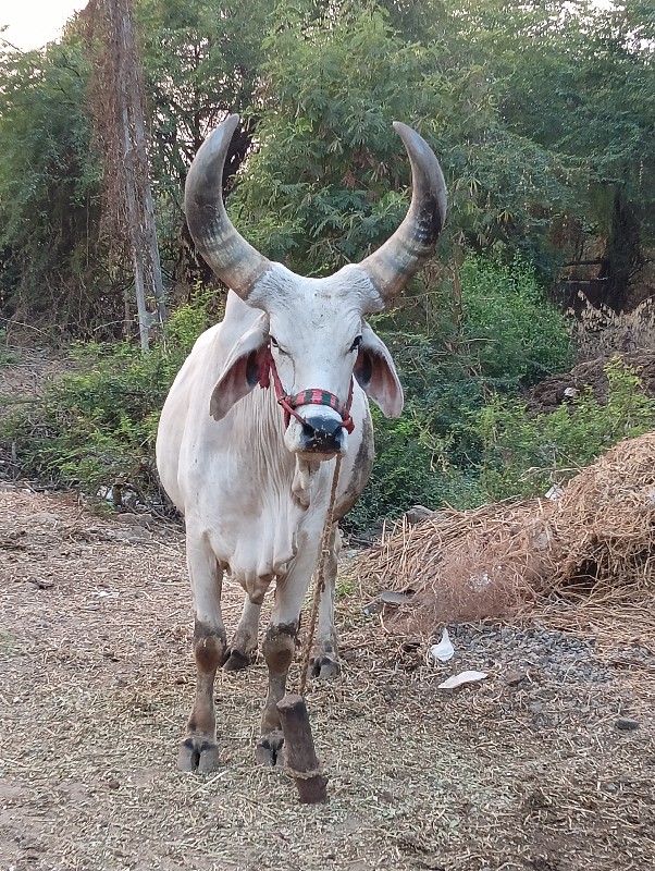 આ ગોઢલો વેચવાનો...