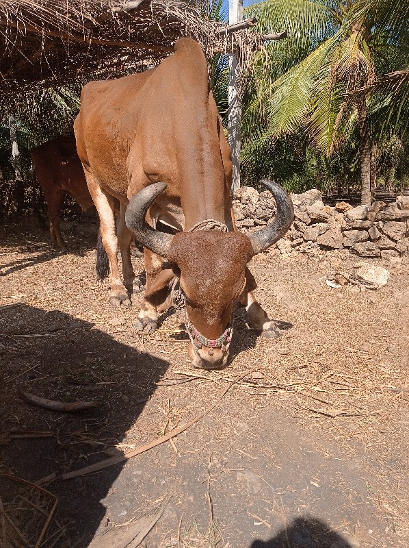 બડદ વેશવાના છે