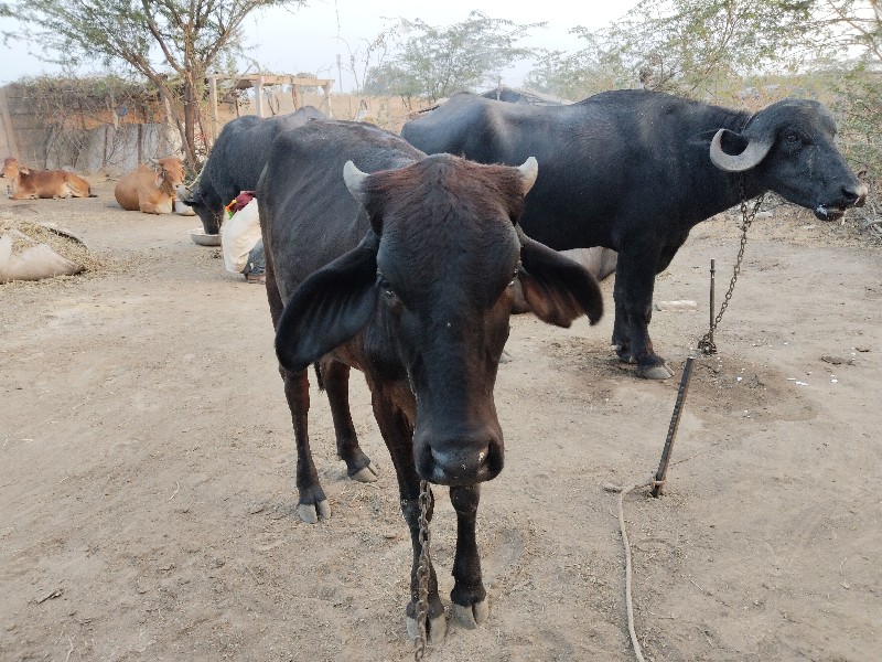 કાળી વાછડી ઘરની