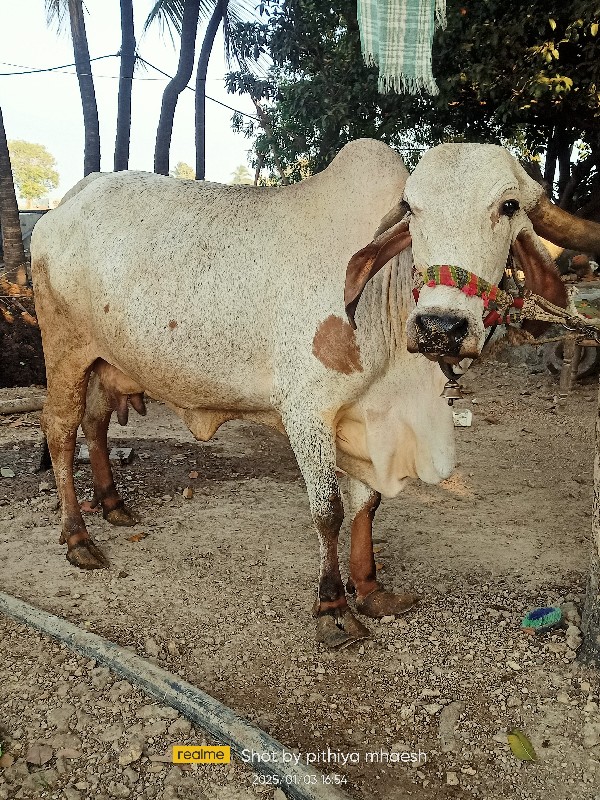 ગીર લીલડી