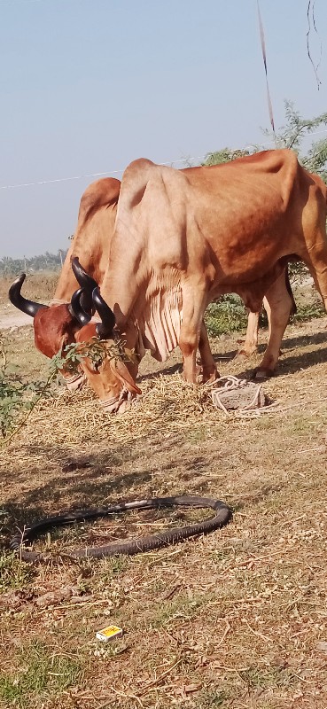 દેવીપુજક લે વેચ...