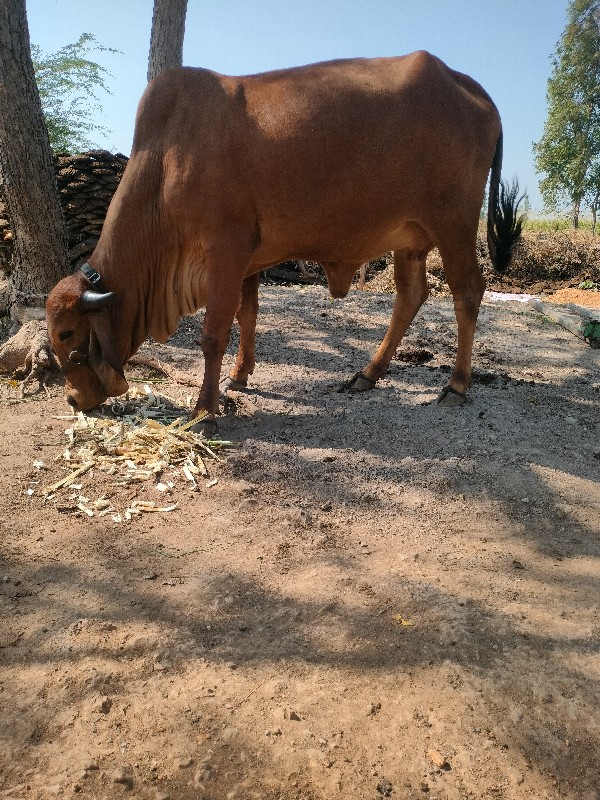 ગાય વેચવા ની છે