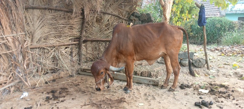 હોડકા વેચવાના છ...