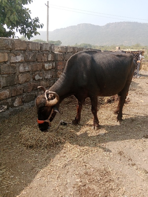 બીજુ વેતર ખડેલી