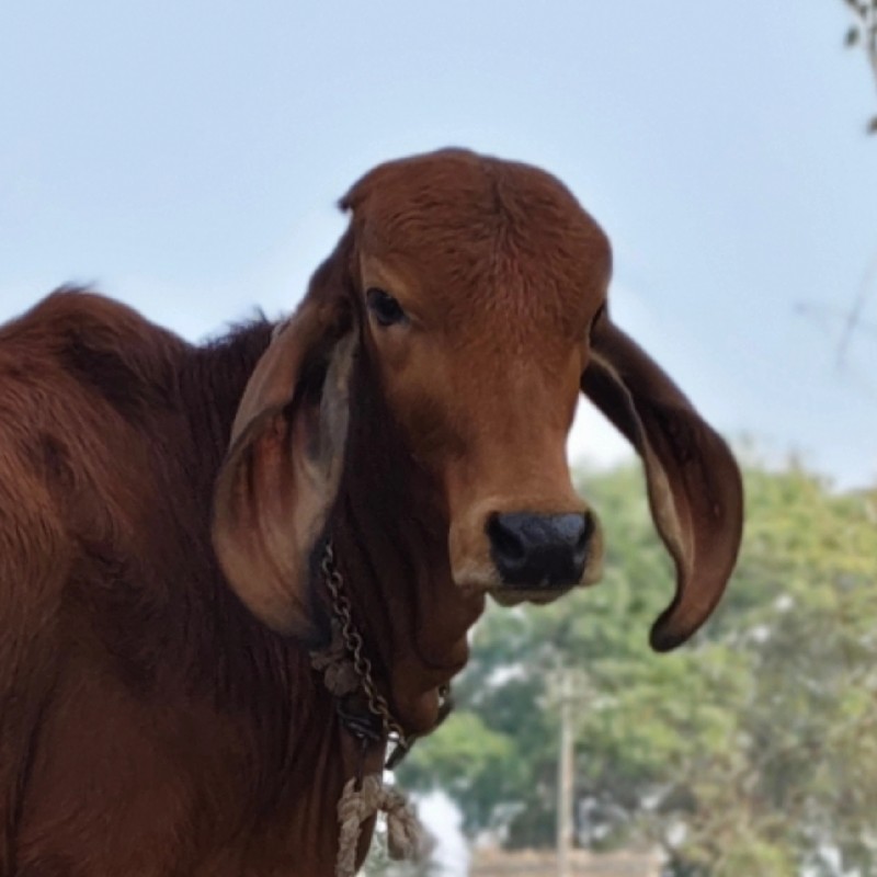 ગાય