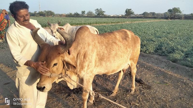 ગાય વેચવાની છે