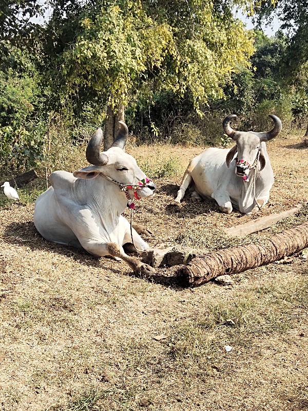 બળદ