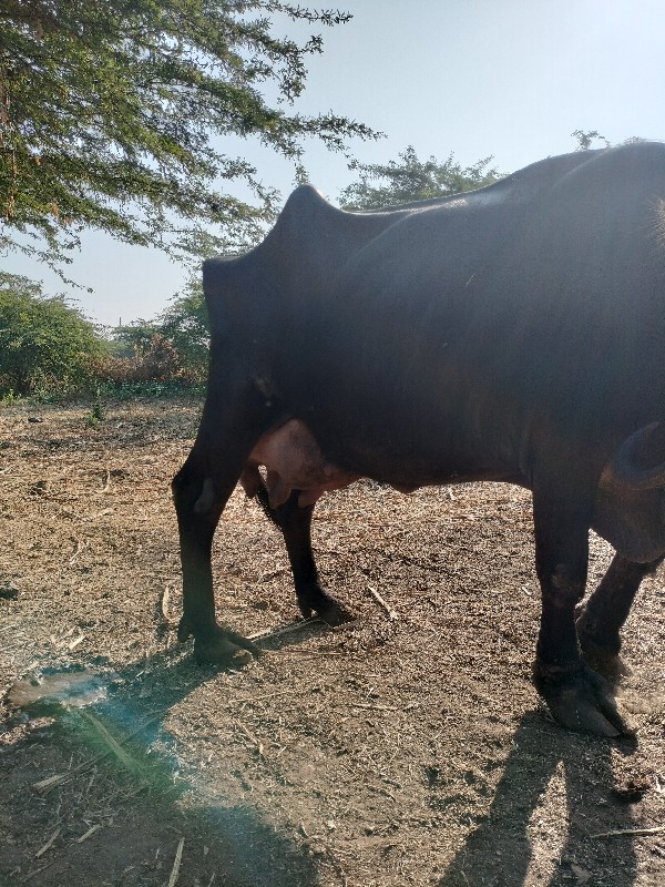 ભેંસ વેચવાની છે