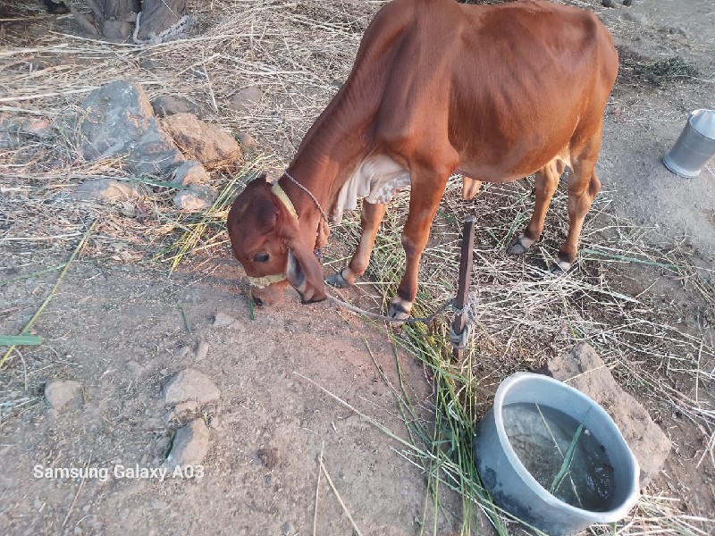 vasdi apava ni...