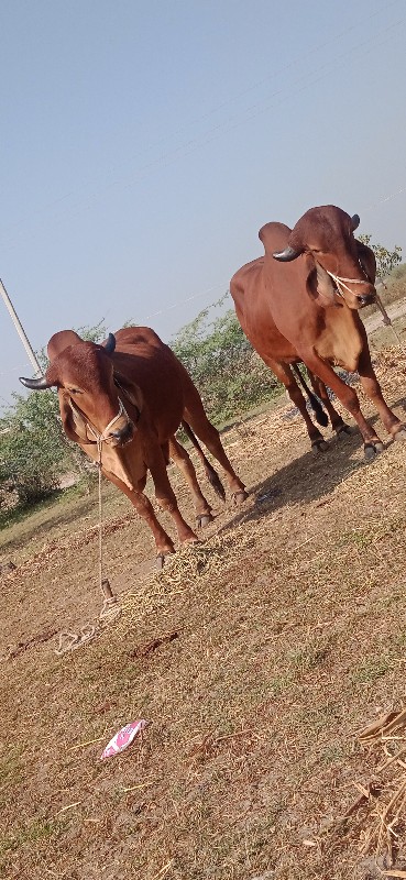 દેવીપુજક લે વેચ