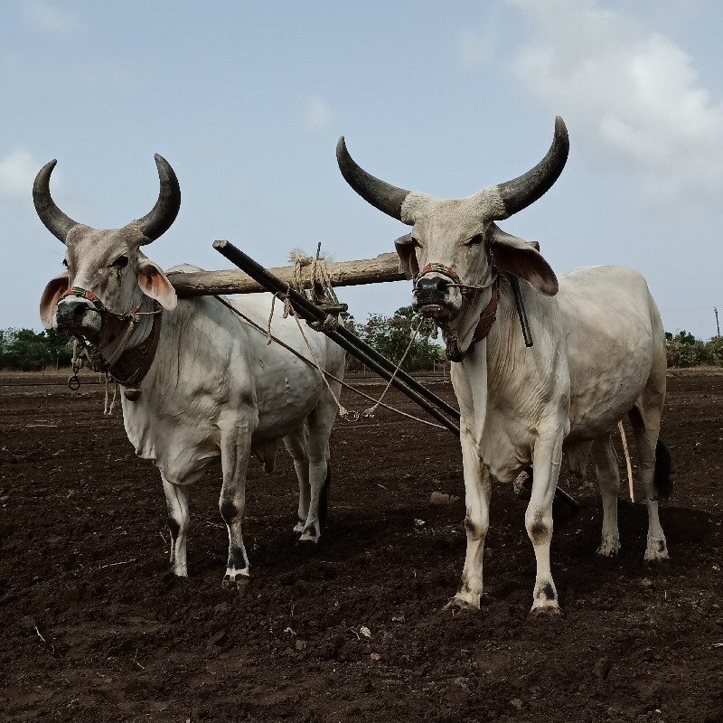 બળદ વેચવાના છે