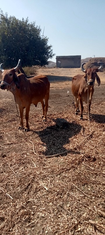 બડદ વેચવાના  છે