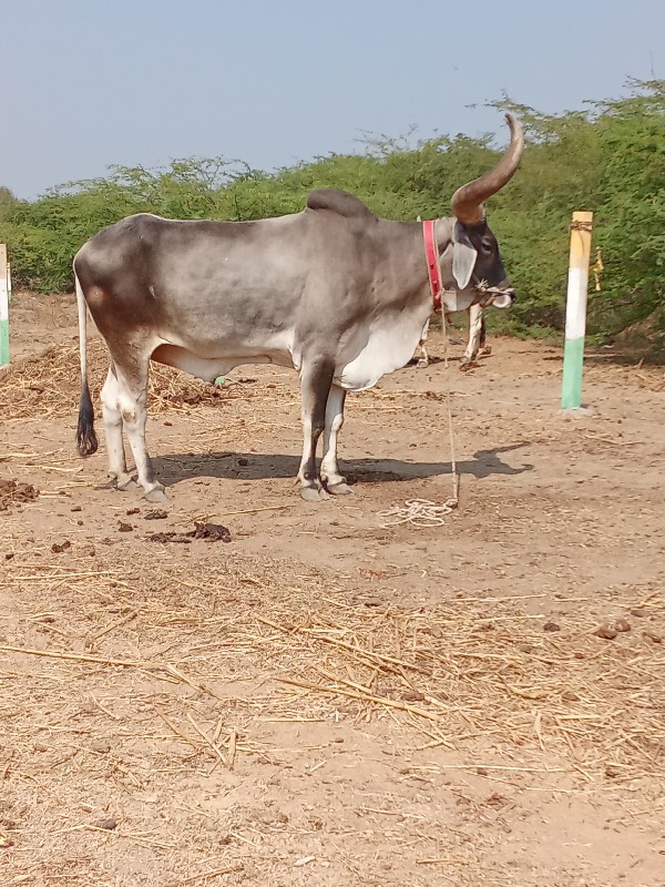 ત્રીજી દર ફુલ પ...