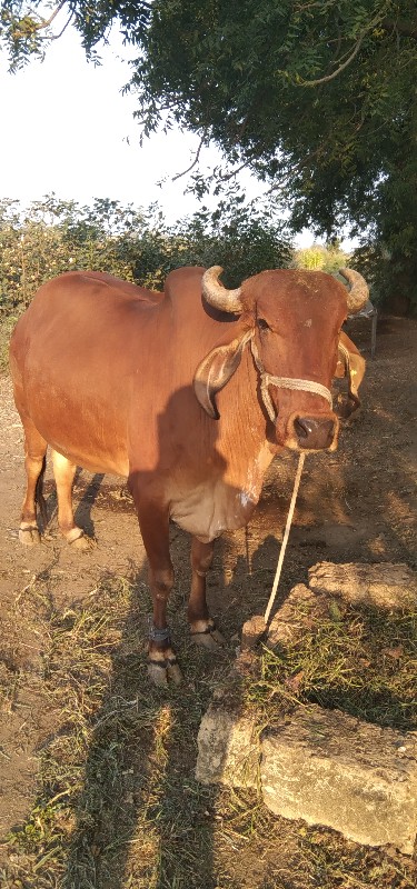 ગાય વેચવાની છે