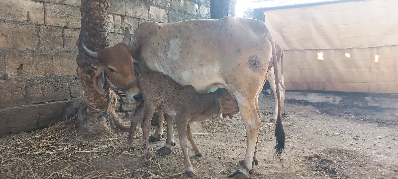 ગાય વેચવાની છે