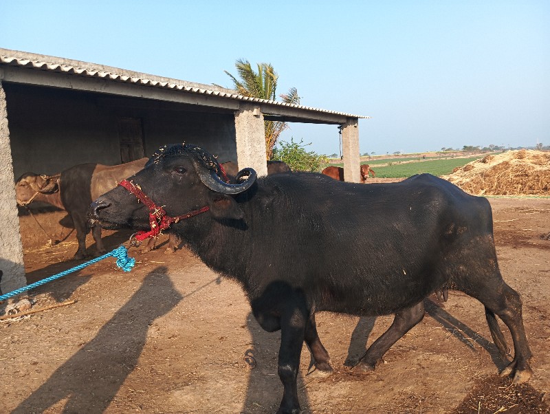 ભેસ વેચવાની છે