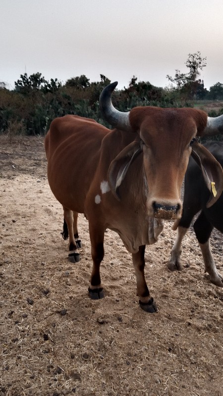 આ ત્રણ વાસડીઓ વ...