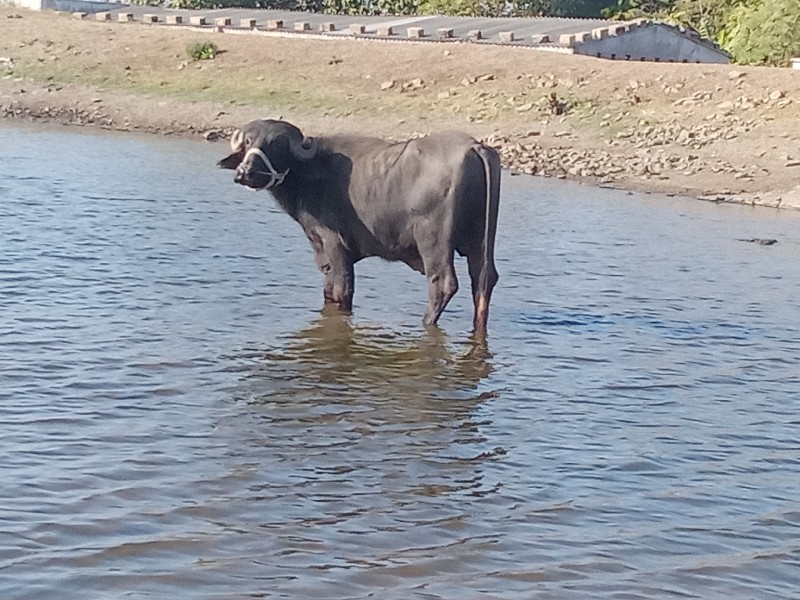 નંગા. ભાઈ