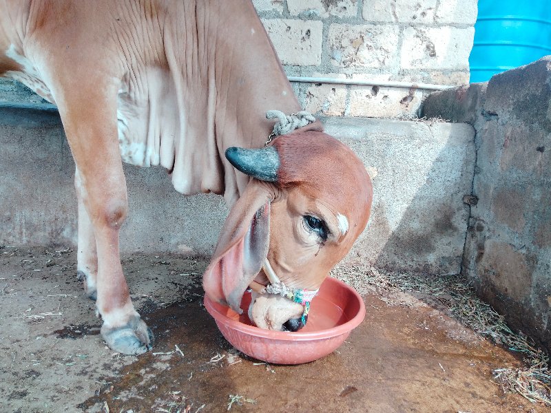 હોડકી વેસવાનિ છ...