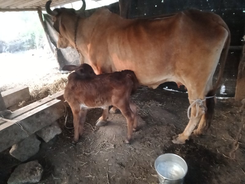 તીજુવેતર.દોવાની...