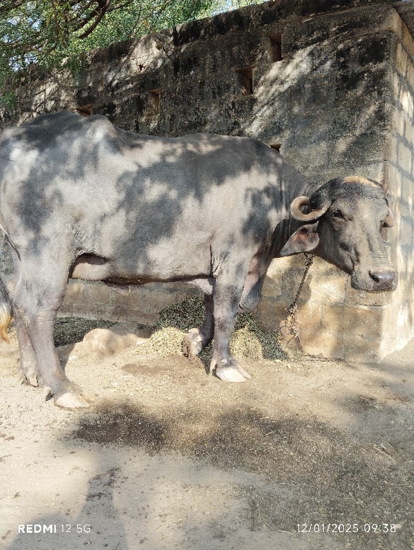 પીલુ વેતર ભેંસ