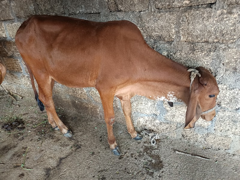 વાછરડી વેચવાની...