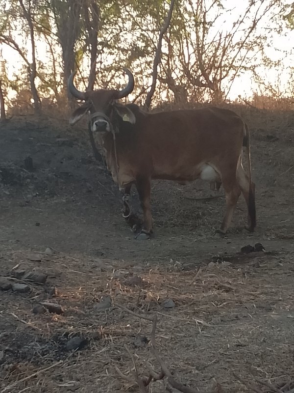 ત્રીજા વેતર પાં...