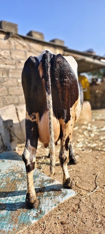 જર્સી એસ એફ ગાય...