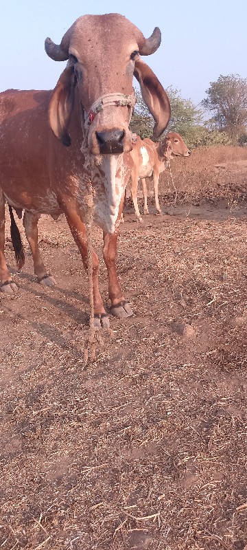 આ ગાય વેચાવછે