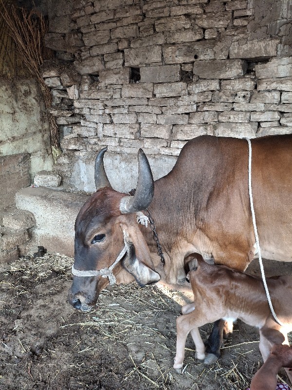 ગાય વેચવાની છે