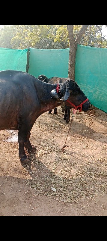 ૪ થુ વેતર ૨લીટર...