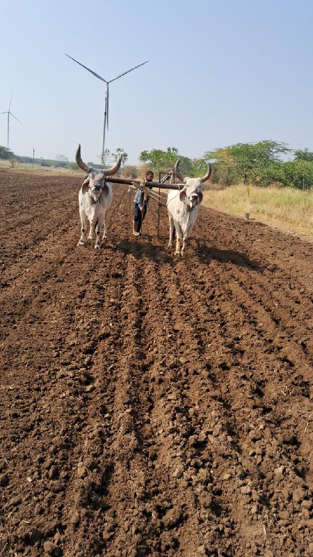 વઢીયારા બળદ વેચ...