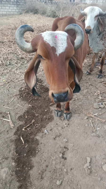 ગાય વેસવાની સે