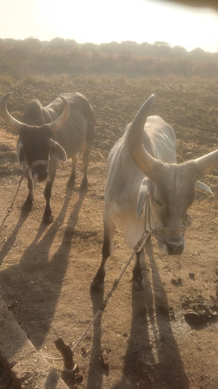 ગોઢલા વેચવાના છ...