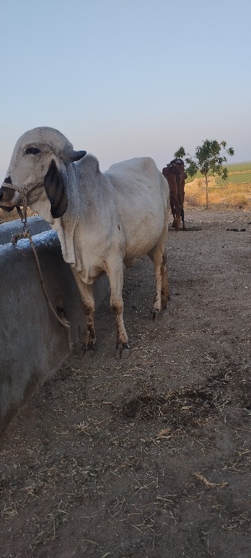 હોડકી વેચવાની છ...