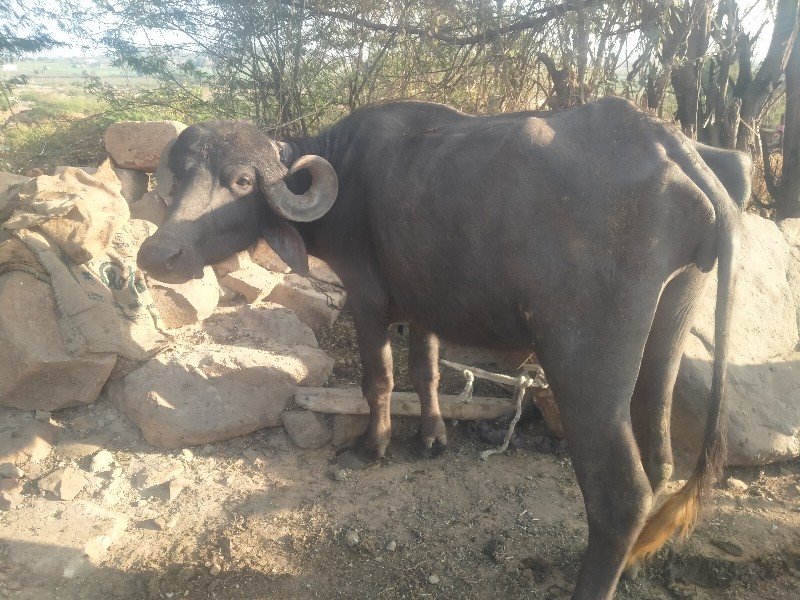 આખડાયવશવાનીશે