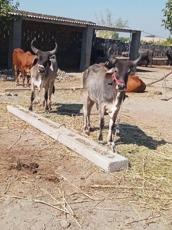 ગોઢલા વેચવા ના...