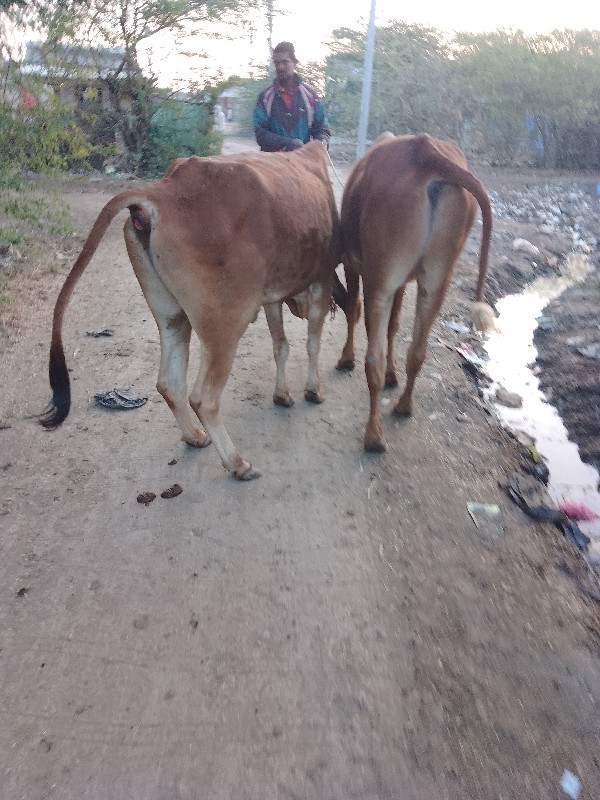 ગોદલા વેચવાના છ...