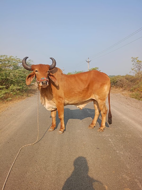 ઘોધલા વેચવા ના...