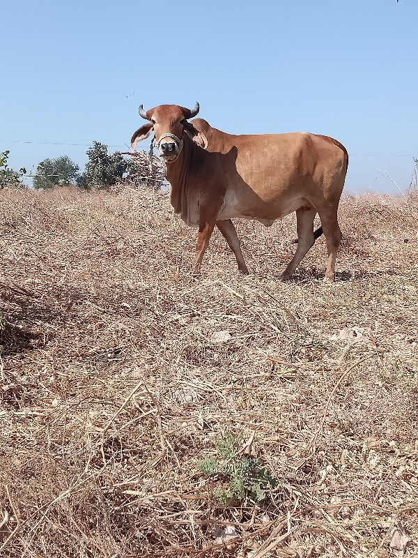 પેલવેતરી.હોડકીવ...