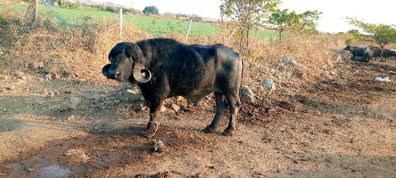 પાડો વેચવાનો છે...