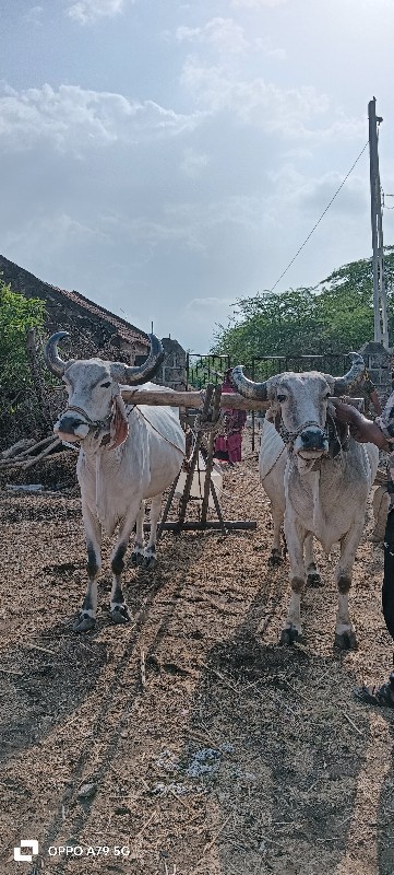 બળદ વેચવાના છે