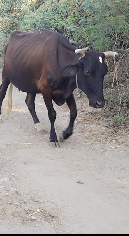 આ બે ગાય વેચવાન...