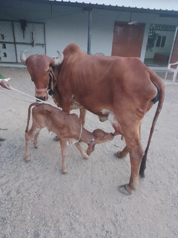 ગાય વેસવાની છે