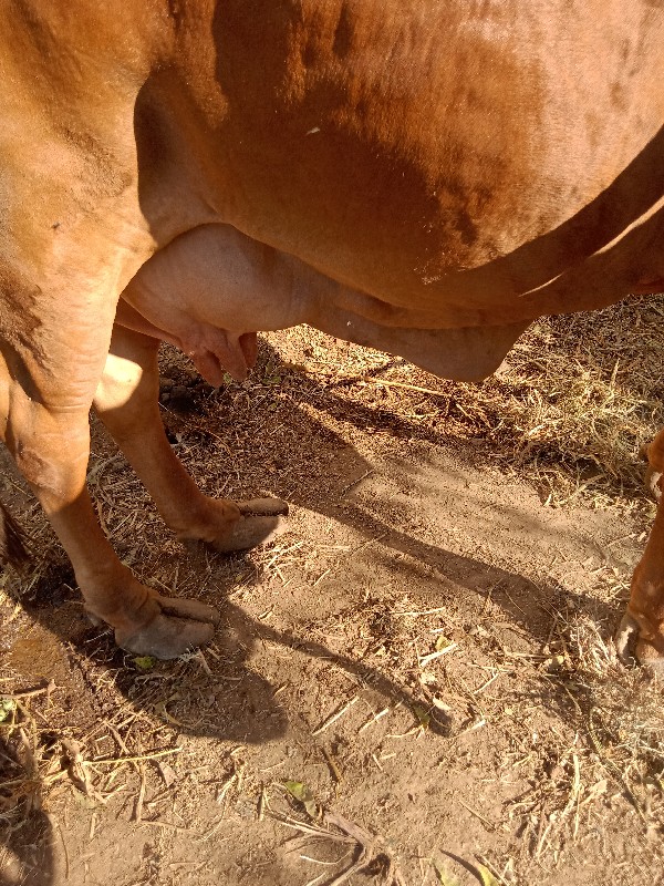 ગીર ગાય વેચવાની...