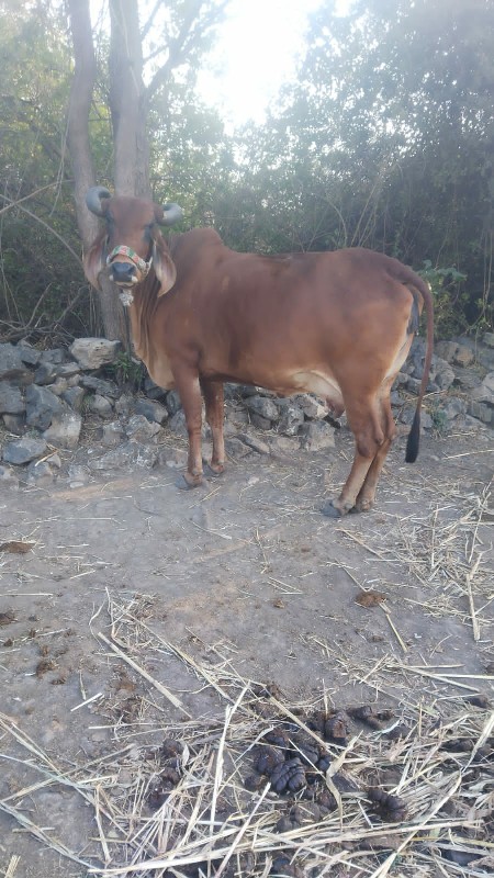 ગાય વેચવાની છે