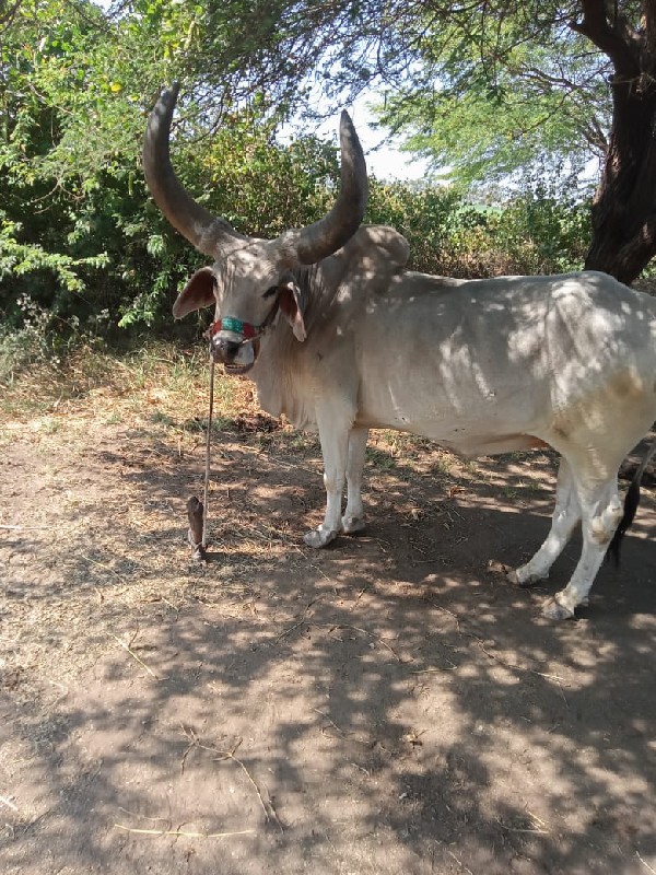 ગોઢલો વેશવાનોછે