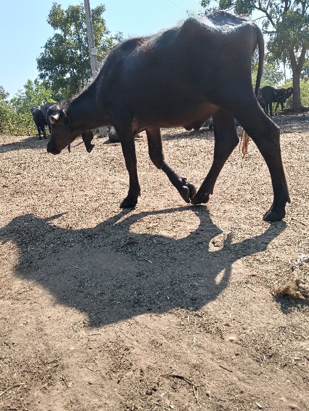 પાડો વેચવાનો છે...