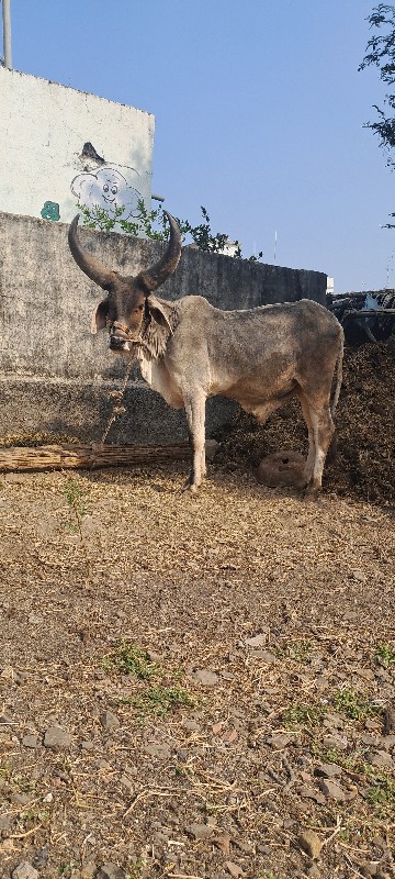 વેચવા ના છે