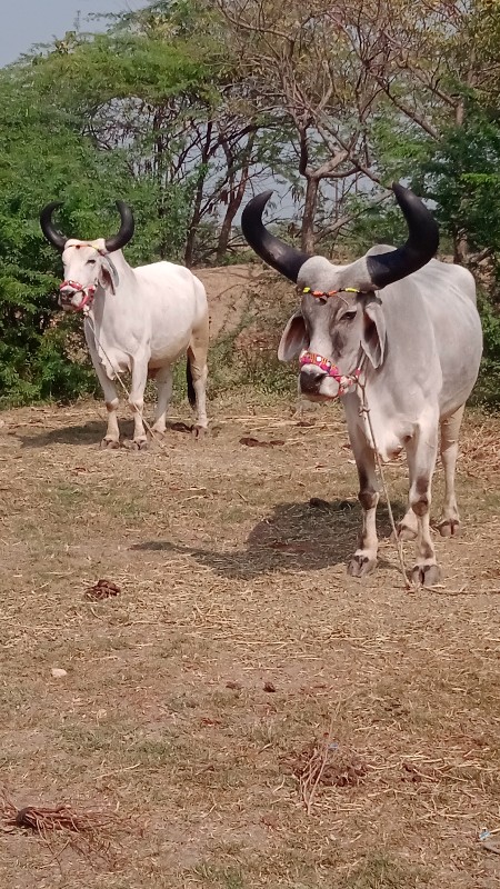 દેવીપુજક લે વેચ